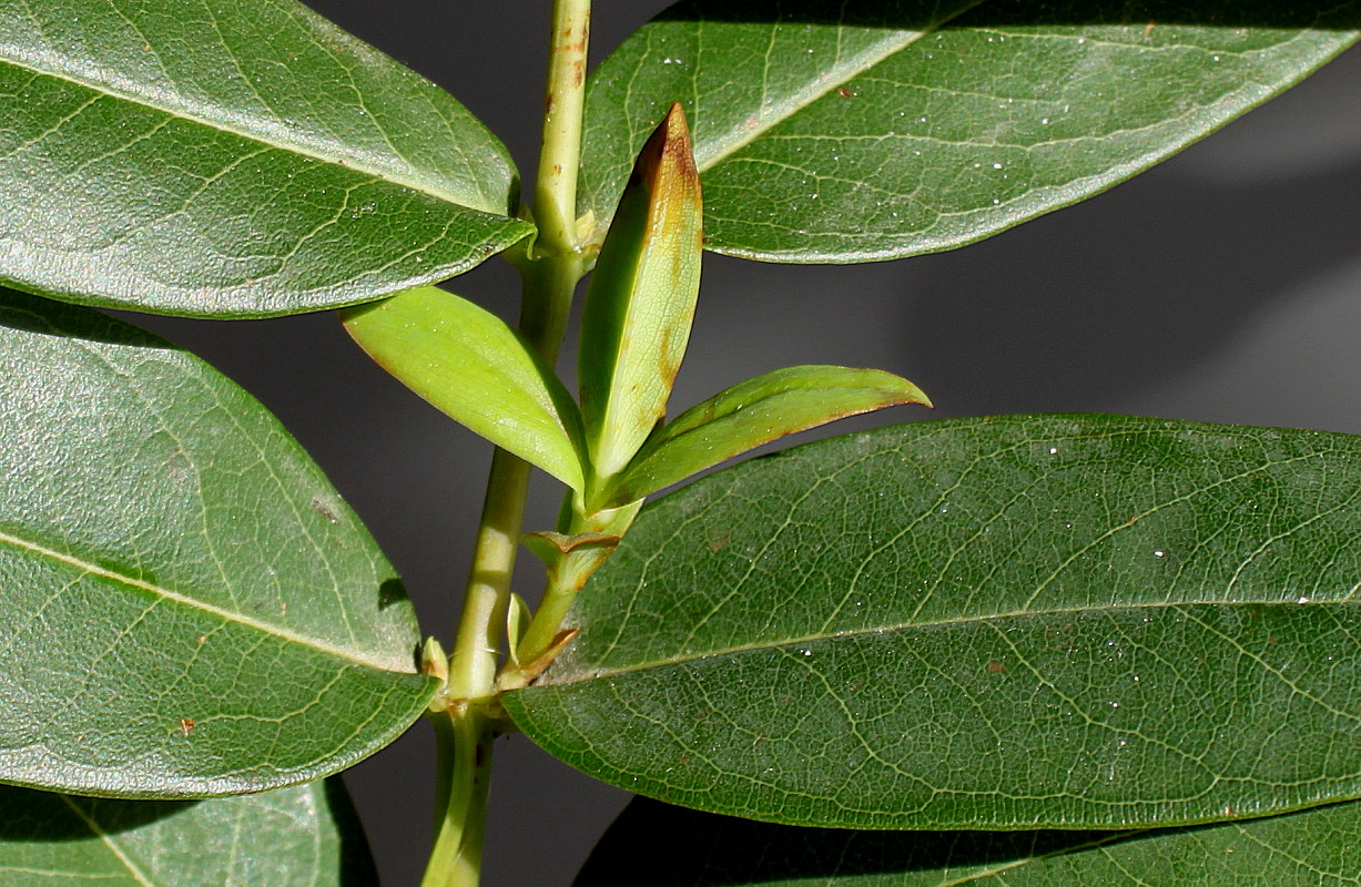 Image of Hypericum calycinum specimen.