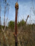 Syringa josikaea