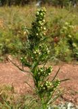 Artemisia commutata