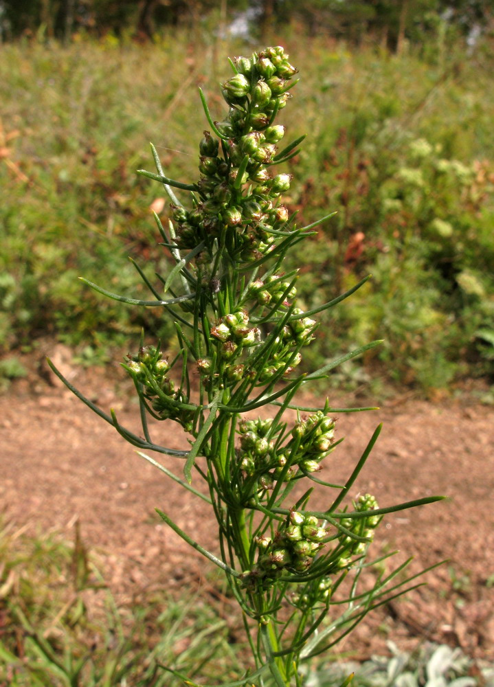 Изображение особи Artemisia commutata.