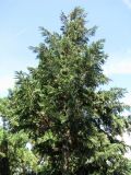 Chamaecyparis lawsoniana. Верхняя часть кроны. Австрия, Вена, парк Зигмунд-Фройд. 10.09.2012.