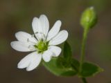 Myosoton aquaticum. Цветок. Подмосковье, окр. г. Одинцово, просека в лесу. Сентябрь 2012 г.