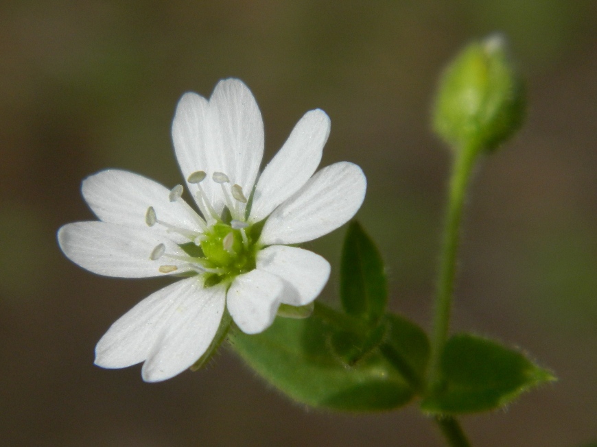 Изображение особи Myosoton aquaticum.