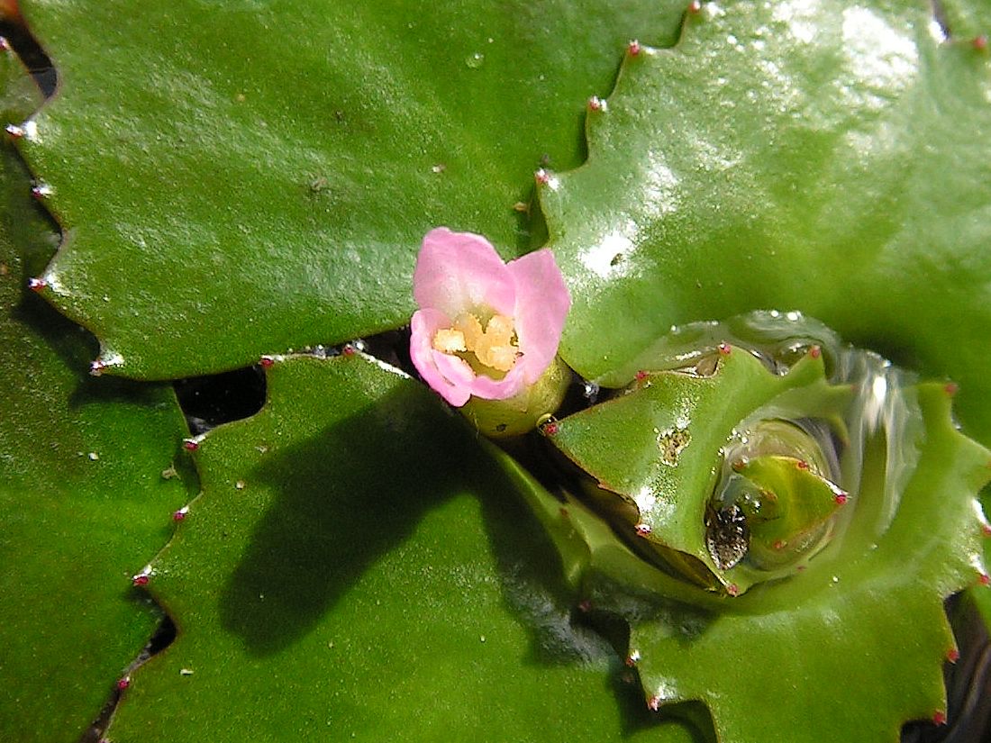 Image of Trapa incisa specimen.