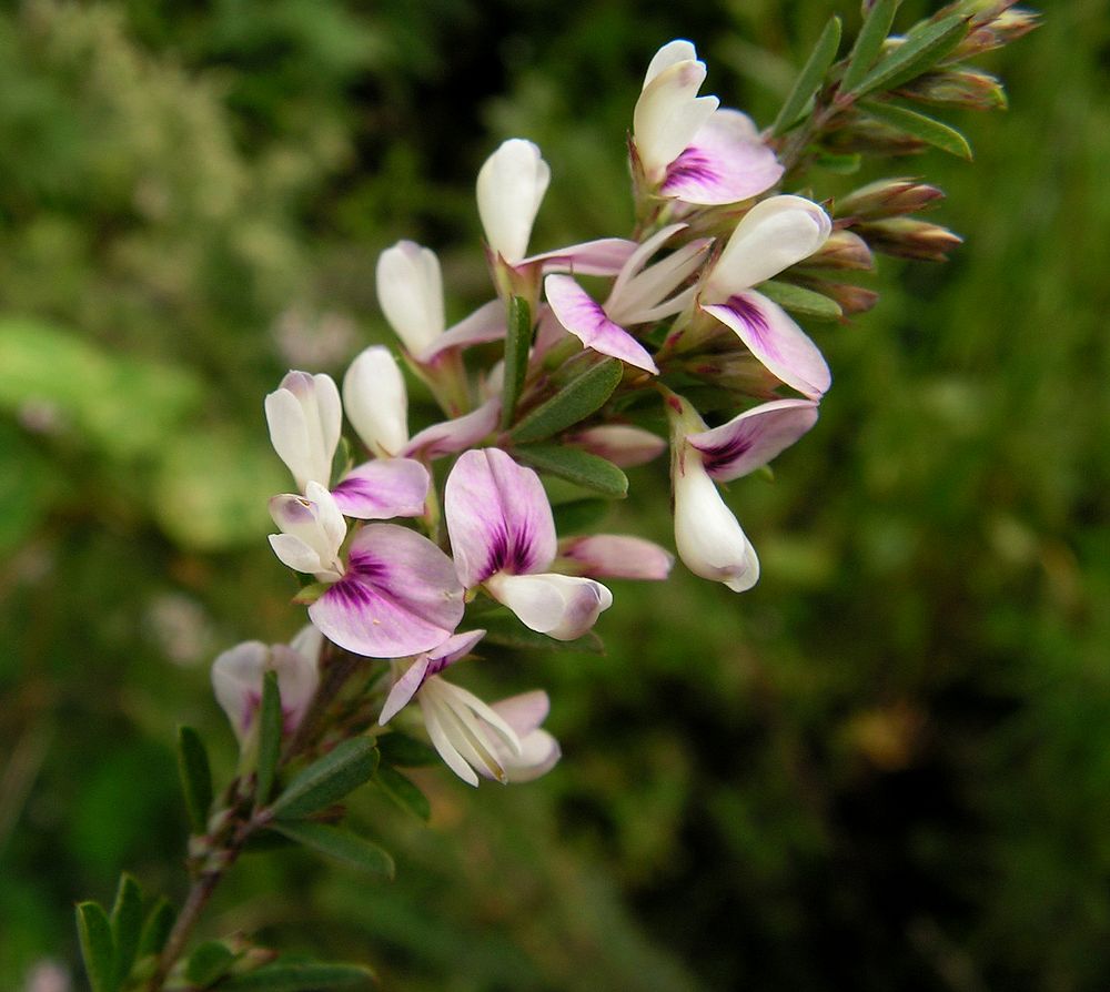 Изображение особи Lespedeza juncea.