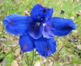 Delphinium grandiflorum