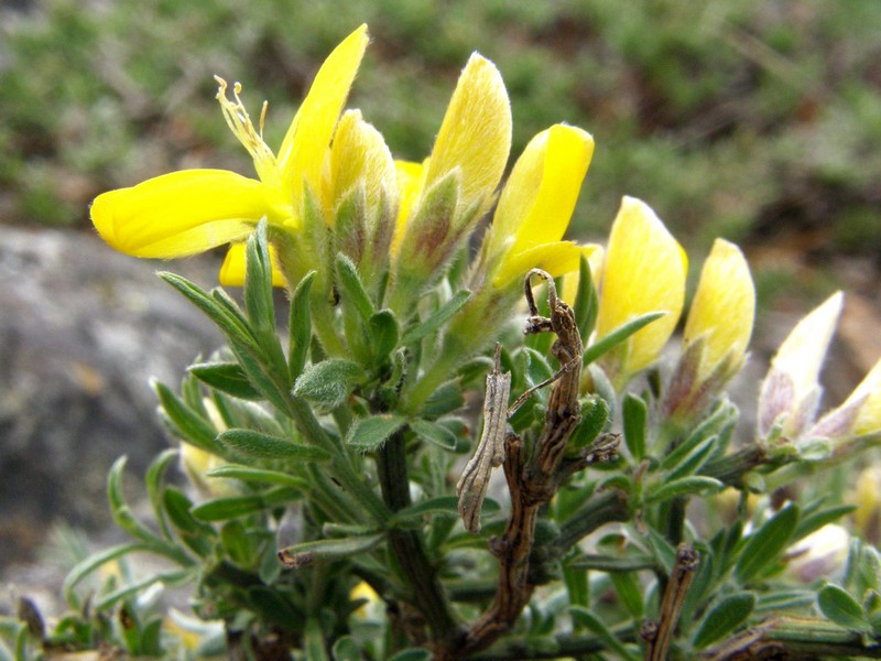 Изображение особи Genista verae.