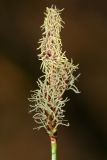 Carex ericetorum