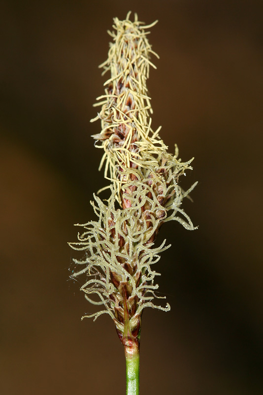 Изображение особи Carex ericetorum.