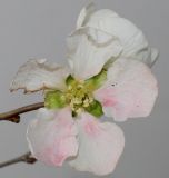 Chaenomeles speciosa. Цветок ('Nivalis'). Германия, г. Кемпен, у детской площадки. 16.11.2012.