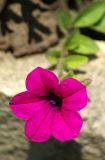 Petunia × hybrida