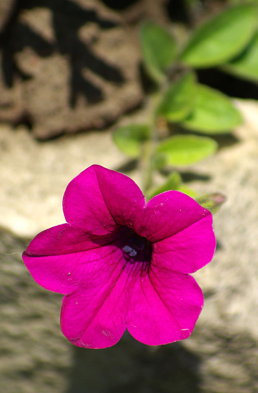 Image of Petunia × atkinsiana specimen.