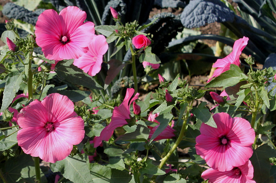 Image of Malva trimestris specimen.