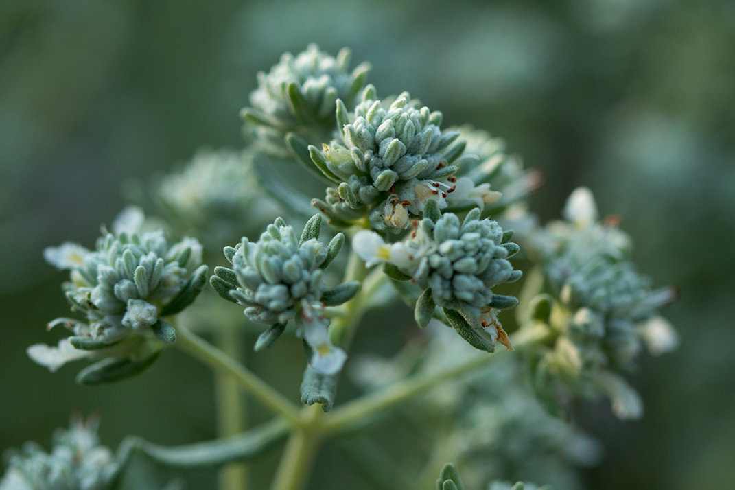 Изображение особи Teucrium capitatum.