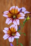 Salpiglossis sinuata. Верхушка цветущего растения, выращенного рассадным способом из семян российской агрофирмы. Республика Бурятия, Баунтовский эвенкийский район, пос. Северный, в культуре. 28.07.2012.