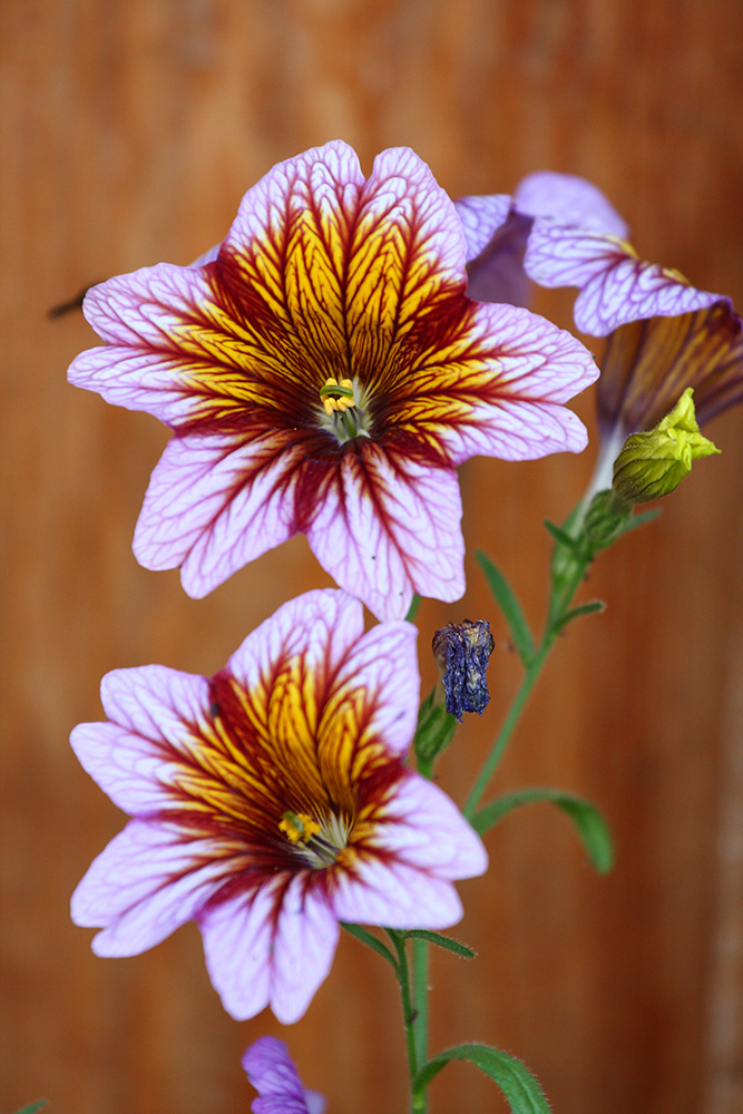 Image of Salpiglossis sinuata specimen.
