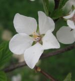 Cerasus tomentosa