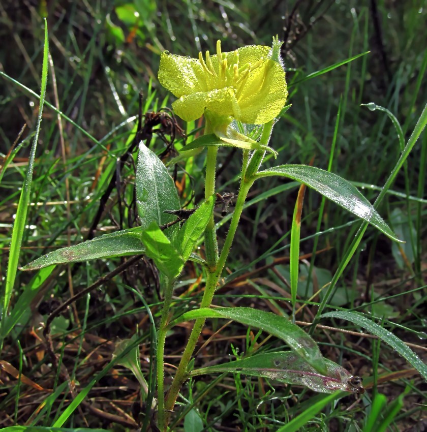 Изображение особи Oenothera rubricaulis.