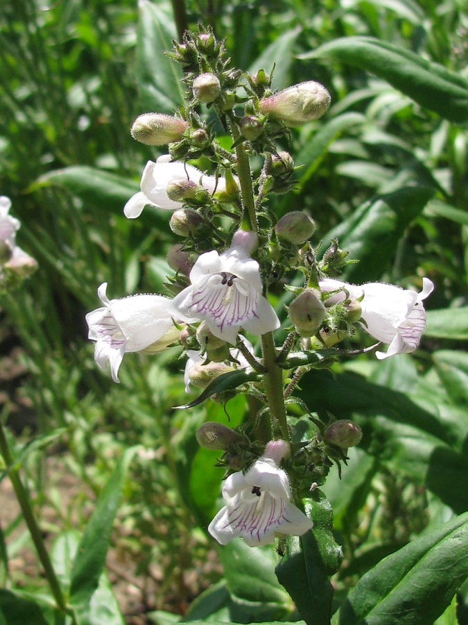 Изображение особи Penstemon digitalis.