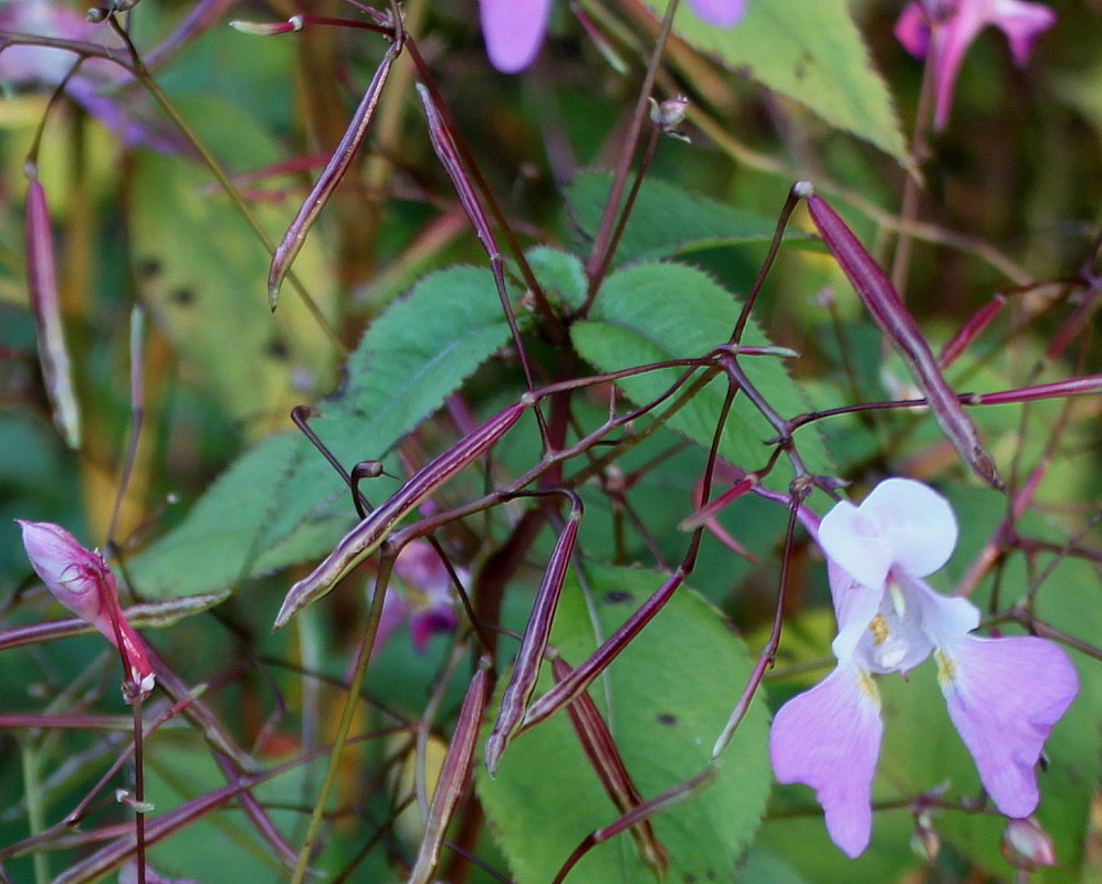 Image of Impatiens balfourii specimen.