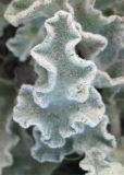 Image of taxon representative. Author is Марина Рыбка