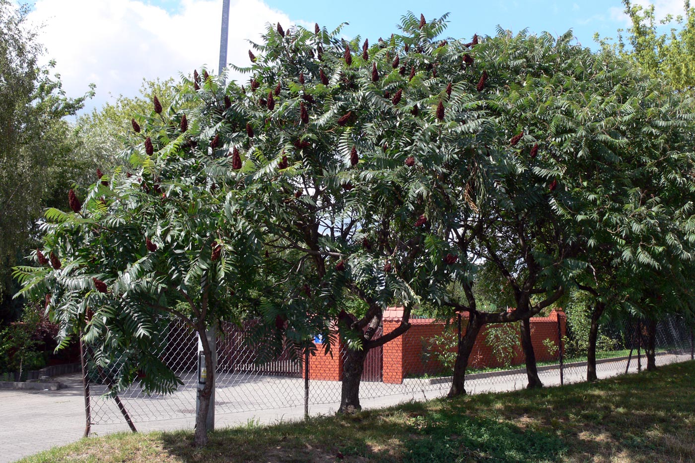 Image of Rhus typhina specimen.