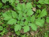 Actaea spicata. Листья. Ленинградская обл., Лужский р-н. Июнь.