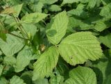 Rubus caesius