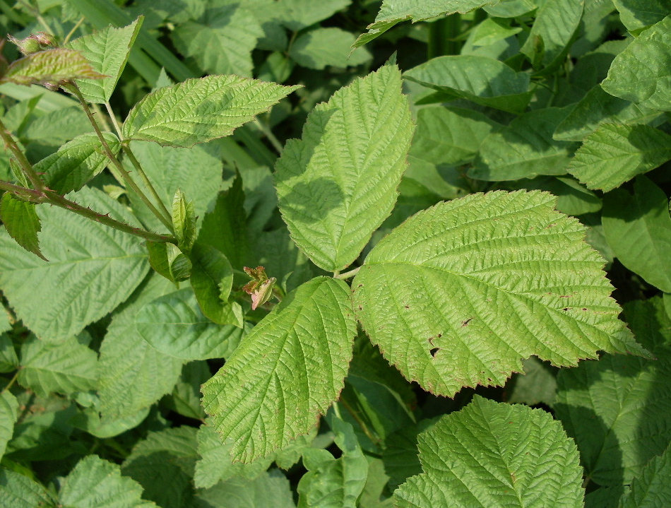 Image of Rubus caesius specimen.
