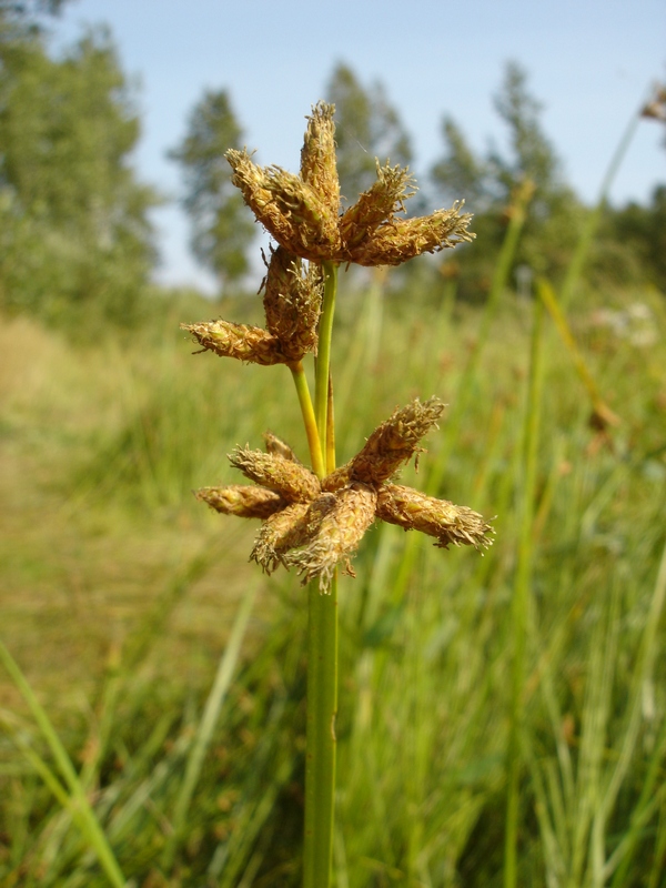 Image of Schoenoplectus triqueter specimen.