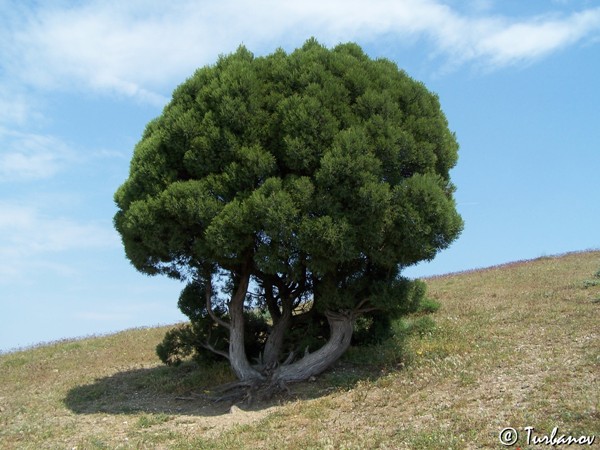 Изображение особи Juniperus excelsa.