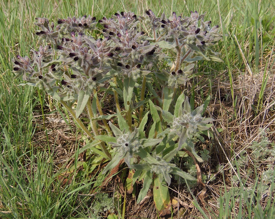 Image of Nonea rossica specimen.