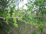 Ulmus pumila. Ветвь с плодами и листьями. Тамбовская обл., Петровский р-н, окр. ур. Еропкино. 08.05.2012.