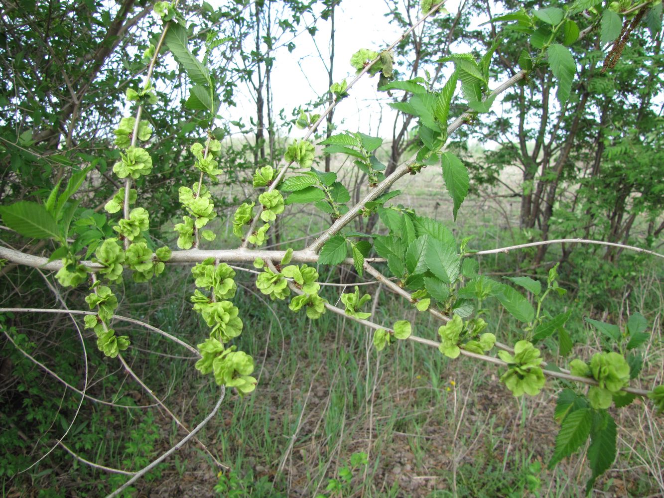 Изображение особи Ulmus pumila.