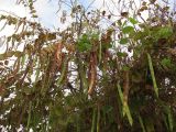 Bauhinia variegata. Ветви плодоносящего дерева. Израиль, г. Беэр-Шева, городское озеленение. 29.05.2013.