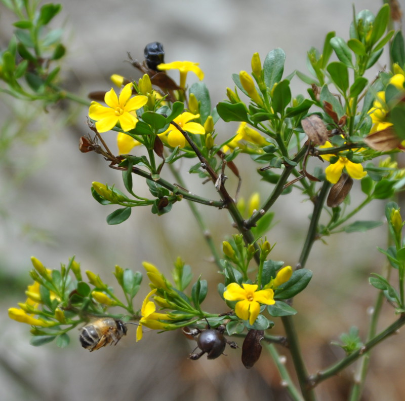 Image of Jasminum fruticans specimen.