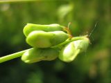 Lathyrus tuberosus