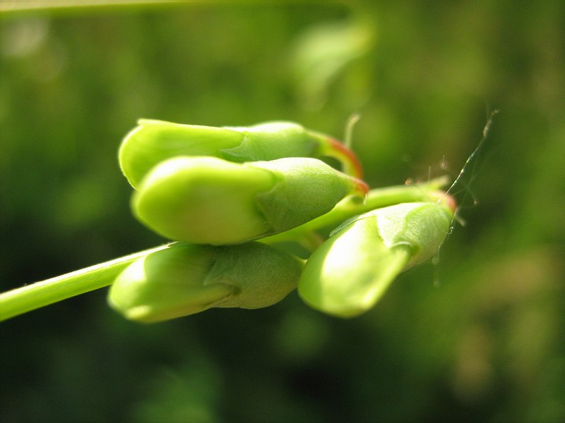 Image of Lathyrus tuberosus specimen.