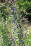 Echium vulgare. Верхушка побега с соцветием. Ростовская обл., Неклиновский р-н, Носовское с/п, балка Камышовая. 10.06.2013.
