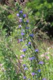 Echium vulgare