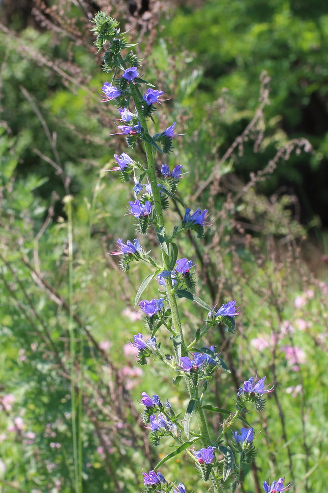 Изображение особи Echium vulgare.