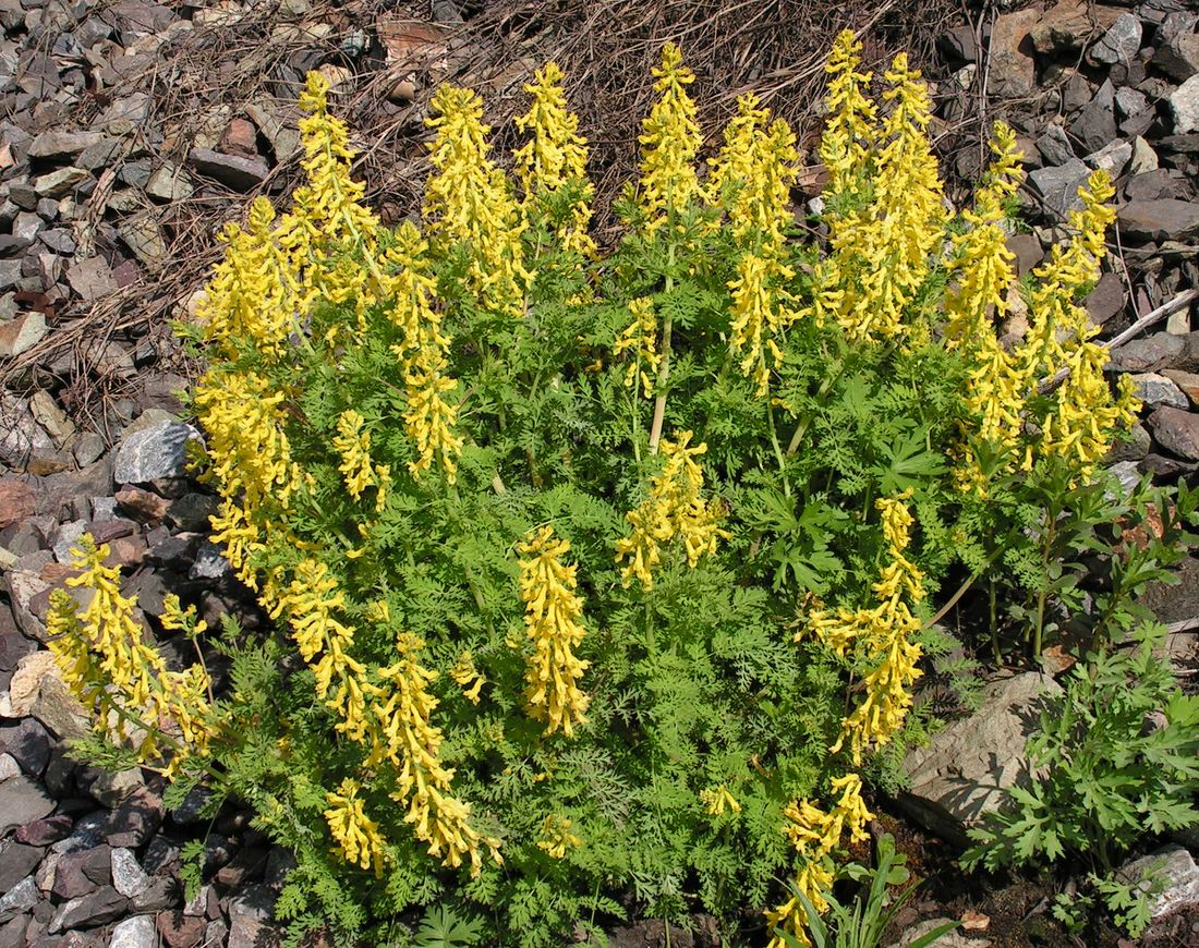 Изображение особи Corydalis speciosa.