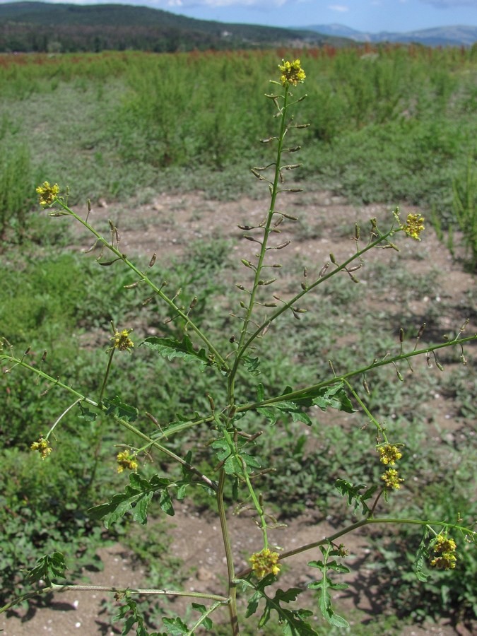 Image of Rorippa palustris specimen.