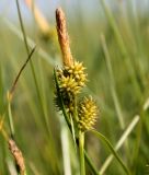 Carex viridula. Соплодия и отцветшее мужское соцветие (вверху). Эстония, Matsalu National Park, урочище Haeska, заболоченный приморский луг. 20.06.2013.