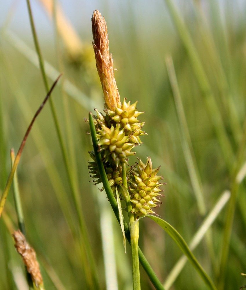 Изображение особи Carex viridula.