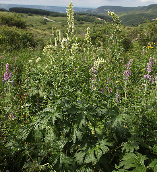 Изображение особи Aconitum orientale.