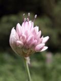 Allium amblyophyllum