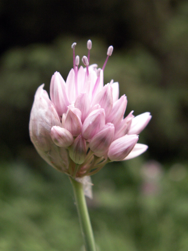 Image of Allium amblyophyllum specimen.