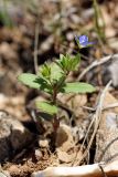 Veronica campylopoda