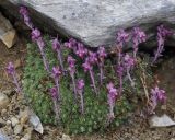 Saxifraga sempervivum